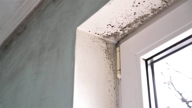 Chester, CA Mold Remediation Company