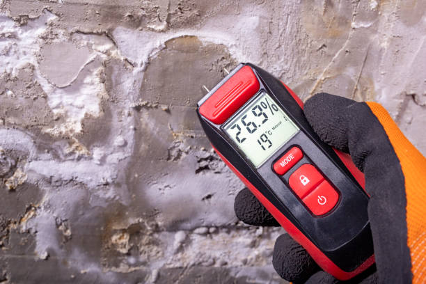 Best Basement Mold Remediation in Chester, CA