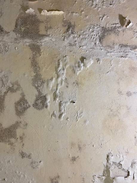 Best Mold Testing and Inspection Services in Chester, CA