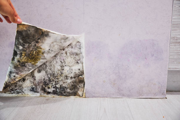 Best Attic Mold Remediation in Chester, CA